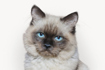 Grumpy cat isolated on white, | Free Photo - rawpixel Grumpy cat isolated on white, | Free Photo - rawpixel