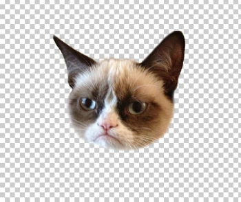 Grumpy Cat Kitten Humour Lolcat PNG, Clipart, Animals, Ben Lashes ...