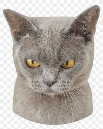 Grumpy cat png sticker, transparent | Free PNG - rawpixel Grumpy cat png sticker, transparent | Free PNG - rawpixel