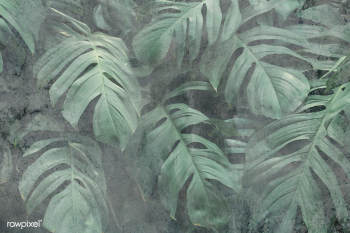 Grunge monstera leaf background illustration | Free  illustration - 2338753