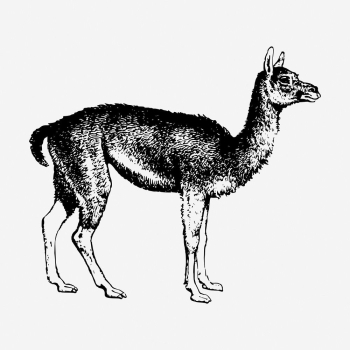 Guanaco drawing, vintage wildlife illustration. | Free Photo - rawpixel Guanaco drawing, vintage wildlife illustration. | Free Photo - rawpixel