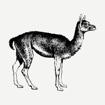 Guanaco drawing, vintage wildlife illustration | Free PSD - rawpixel Guanaco drawing, vintage wildlife illustration | Free PSD - rawpixel