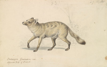 Guaraxa Aguara-Fox by Charles Hamilton | Free Photo - rawpixel Guaraxa Aguara-Fox by Charles Hamilton | Free Photo - rawpixel