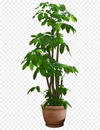 Guiana Chestnut Houseplant Tree - Beautiful Transparent Plants Png 