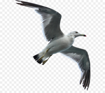 Gulls Bird flight Bird flight Sky - Seagull Swallow Gulls Bird flight Bird flight Sky - Seagull Swallow