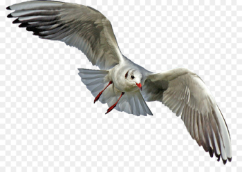 Gulls Bird Portable Network Graphics Clip art Image - bird Gulls Bird Portable Network Graphics Clip art Image - bird