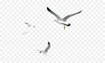 Gulls Bird - Seagull Gulls Bird - Seagull