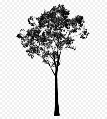 Gum trees Silhouette Clip art - eucalyptus Gum trees Silhouette Clip art - eucalyptus