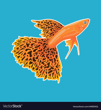 guppy fish orange color art guppy fish orange color art
