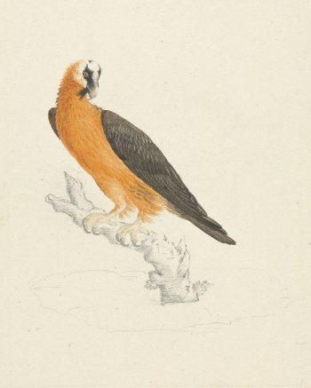 Gypaetus barbatus (Bearded Vulture) | Free Photo - rawpixel Gypaetus barbatus (Bearded Vulture) | Free Photo - rawpixel