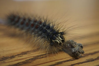 Gypsy Moth Caterpillar. Free public | Free Photo - rawpixel Gypsy Moth Caterpillar. Free public | Free Photo - rawpixel