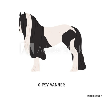 Gypsy vanner flat vector illustration Gypsy vanner flat vector illustration