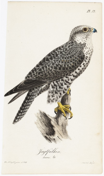 Gyrfalcon, female, illustration for tidskrift | Free Photo - rawpixel Gyrfalcon, female, illustration for tidskrift | Free Photo - rawpixel