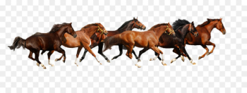 Haflinger American Paint Horse American Miniature Horse Budyonny horse Gallop - Horse running map 