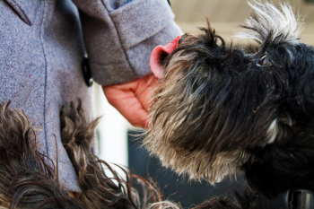 Hairy Dog Hairy Dog