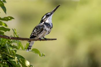 Hairy Woodpecker Hairy Woodpecker