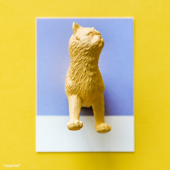 Half a cat on a colorful paper | Free stock photo - 412739 Half a cat on a colorful paper | Free stock photo - 412739