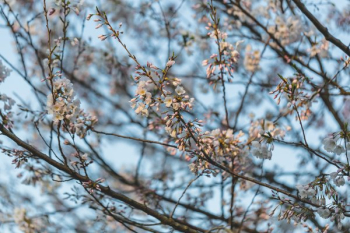 Half Bloomed Cherry Blossom Tree Half Bloomed Cherry Blossom Tree
