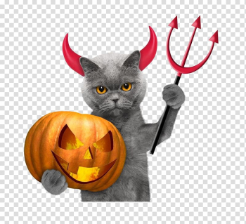 Halloween Cat Pumpkin , Kitten pumpkin devil transparent background PNG clipart