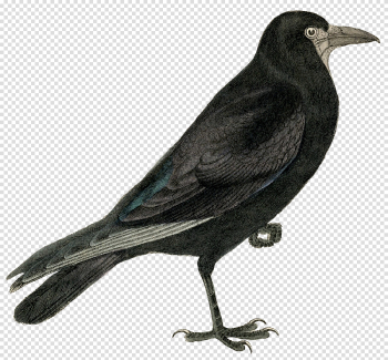 Halloween Crow Download PNG Image Halloween Crow Download PNG Image