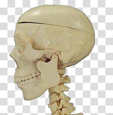 HALLOWEEN O, person skull transparent background PNG clipart HALLOWEEN O, person skull transparent background PNG clipart