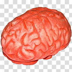 Halloween S, brown brain illustration transparent background PNG clipart Halloween S, brown brain illustration transparent background PNG clipart