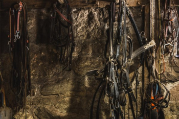 Halters & Saddles Halters & Saddles