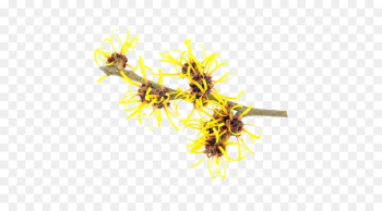 Hamamelis virginiana Hamamelis mollis Witch hazel Extract Herbal distillate - Elements of witch hazel 