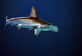 hammerhead shark hammerhead shark