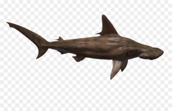 Hammerhead shark Fish - Hammerhead Shark Png Hammerhead shark Fish - Hammerhead Shark Png
