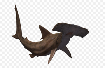 Hammerhead shark Great hammerhead Animal - sharks Hammerhead shark Great hammerhead Animal - sharks