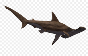 Hammerhead shark Great white shark Clip art - Hammerhead Shark Transparent 