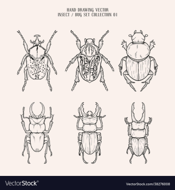 hand drawing bug insect set collection 01 hand drawing bug insect set collection 01