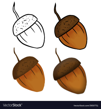 hand drawn acorn isolated in a white hand drawn acorn isolated in a white
