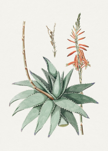 Hand drawn aloe vera. Original | Free Photo Illustration - rawpixel