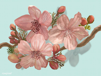 Hand-drawn blossoming Sakura on a branch | Free stock vector - 449839 Hand-drawn blossoming Sakura on a branch | Free stock vector - 449839