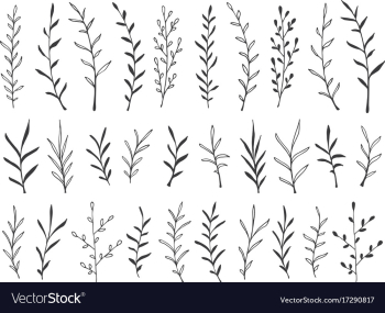 hand drawn botanical decorative design elements