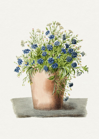 Hand drawn garden lobelia in a pot. | Free Photo Illustration - rawpixel