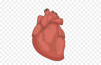 Hand drawn human heart 