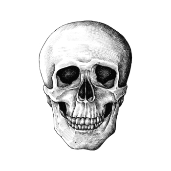 Hand drawn human skull isolated Hand drawn human skull isolated