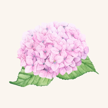 Hand drawn hydrangea flower isolated Hand drawn hydrangea flower isolated