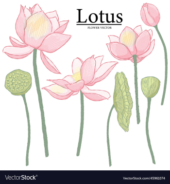 hand drawn lotus flower elements