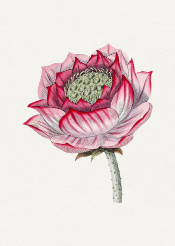 Hand drawn lotus. Original from Biodiversity | Free Photo Illustration - rawpixel