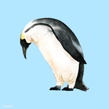 Hand-drawn mature emperor penguin watercolor .. | Free stock vector - 489261 Hand-drawn mature emperor penguin watercolor .. | Free stock vector - 489261