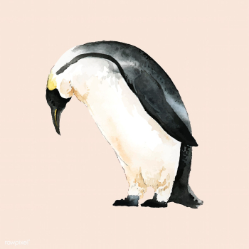 Hand-drawn mature emperor penguin watercolor .. | Free stock vector - 489264 Hand-drawn mature emperor penguin watercolor .. | Free stock vector - 489264