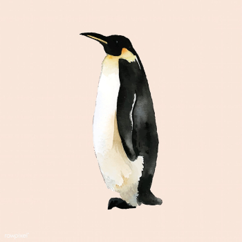 Hand-drawn mature emperor penguin watercolor .. | Free stock vector - 489309 Hand-drawn mature emperor penguin watercolor .. | Free stock vector - 489309