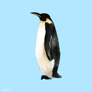 Hand-drawn mature emperor penguin watercolor .. | Free stock vector - 489337 Hand-drawn mature emperor penguin watercolor .. | Free stock vector - 489337