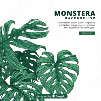 Hand drawn monstera leaves Hand drawn monstera leaves