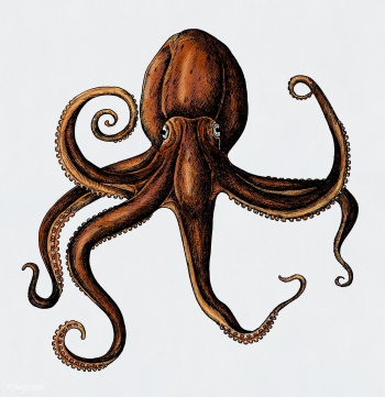 Hand drawn octopus isolated | Free stock illustration - 406417 Hand drawn octopus isolated | Free stock illustration - 406417