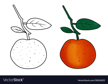 hand drawn orange fruit hand drawn orange fruit